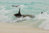 Galapagos Sea Lion rolling in surf, Espanola, Galapagos