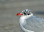 Mediterranean Gull