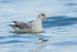 Dark morph Fulmar, Grundarfjörður, Iceland