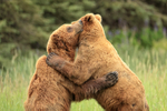Brown Bear hug, Silver Salmon Creek, Lake Clark NP, Alaska