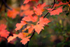 Monks Wood Autumn Colour