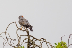 African Harrier Hawk