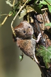 Bankvole