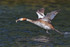Great Crested Grebe (Podiceps cristatus) with prey