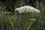 Umbellifer