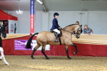 class 906 - Supreme Final - Ridden Pre Vet portfolio