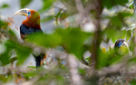 Rufous-necked Hornbill Male