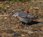 Kruper's Nuthatch