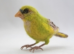 Green Finch. Photo 1.