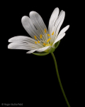 Greater Stitchwort