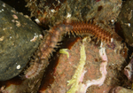 Polynoe scolopendrina