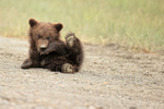 Playful Brown Bear cub rolling on back, Silver Salmon Creek, Alaska