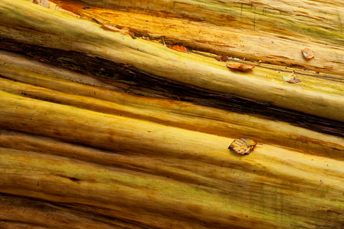 A wet stripped Pine tree trunk.
