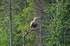 White-tailed Eagle