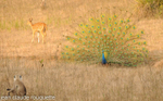 Langur looking at the peacock.
