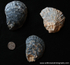 IDA006: Native oyster shells