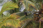 Common Black Hawk in p...