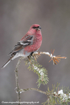 Pine Grosbeak (m)