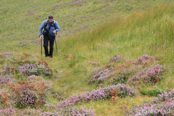 Walking in Heather