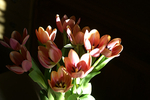 Flowers Set 13 - 04