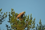 White-tailed Eagle