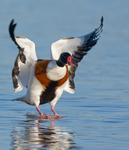 Common Shelduck