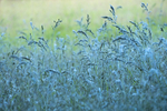 28th May Blue Grass
