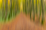 Into the Forest