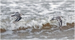 Sanderlings Flying