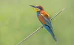 European Bee-eater