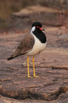 Red-wattled Lapwing, front view, Panna Tiger Reserve, India