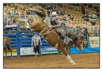 Saddle Bronc 8