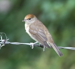 Blackcap