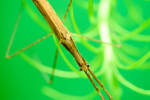 Freshwater Stick insect