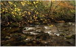 Autumn Colour, Glantrasna river, near Lauraugh, Co Kerry
