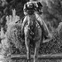 Blair Atholl cross-country rider 2