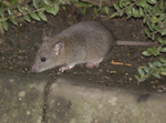 House Mouse