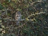 Long-eared Owl