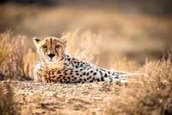 Big Cats portfolio