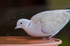Collared Dove drinking from a bird bath
