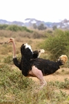 _M7B0066 Amboseli