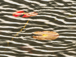 Lily pads--Rankin River