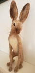 Sitting Hare. Photo 1