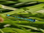 Azure Damselfly