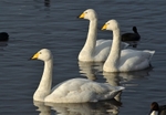 Whooper Swans
