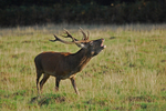 Red Deer