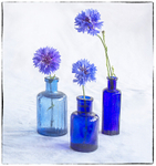 Cornflower blues