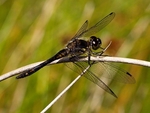 Black Darter (02)
