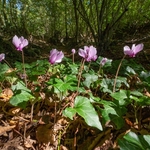 Ivy-leaved cyclamen, Sowbread (Cyclamen hederifolium)