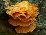 Chicken of the Woods (02)